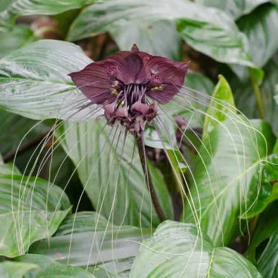 Taka veľkokvetá - Tacca chantrieri - semená - 3 ks