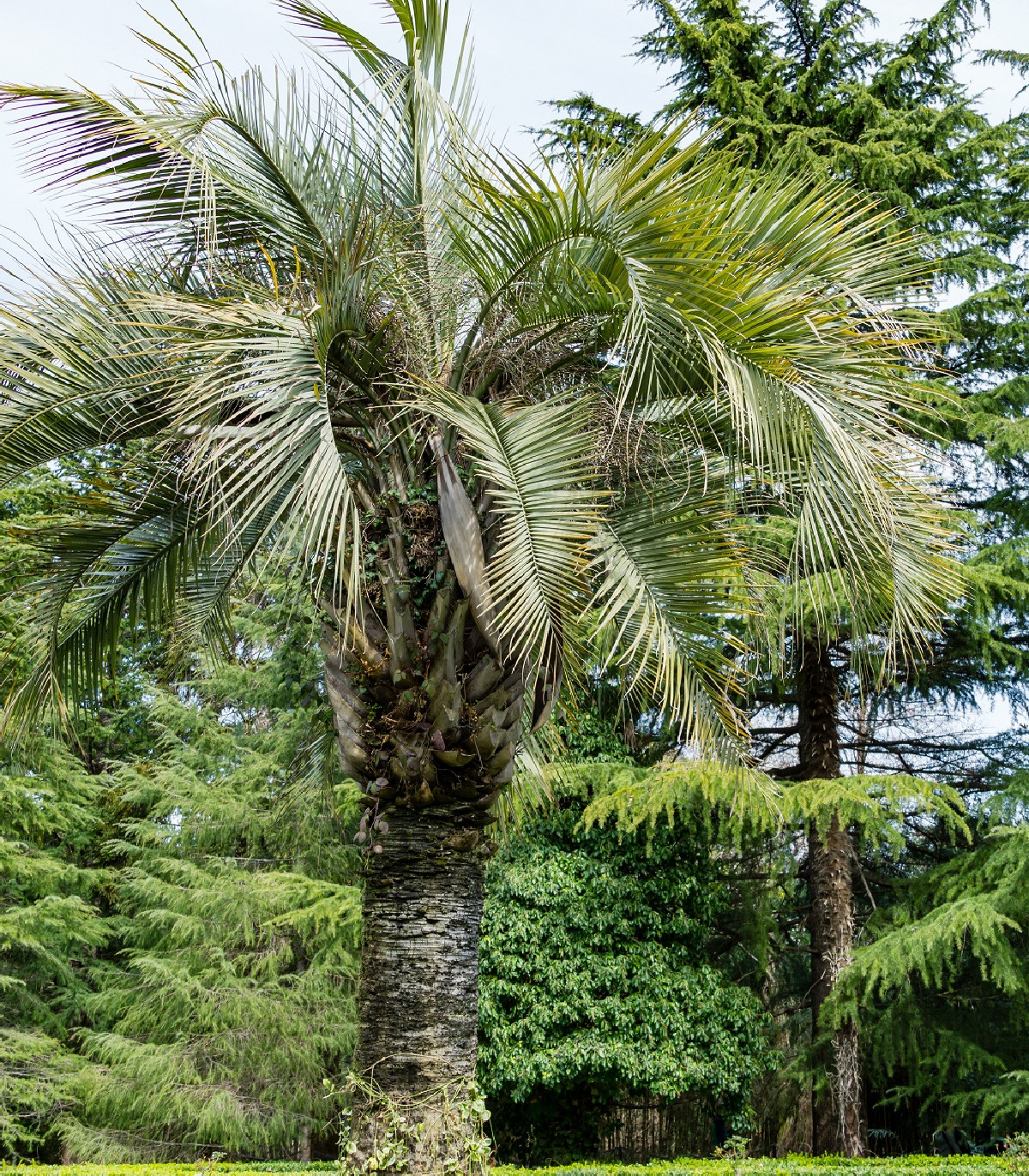 Semená palmy – palma Southern Jelly – Butia odorata