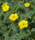Kotvičník zemný – Tribulus terrestris – semená