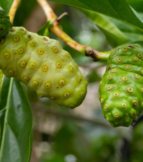 Noni - Morinda citrifolia - semená - 5 ks
