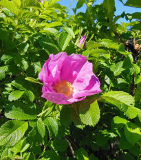 Ruža vráskavá - Rosa Rugosa - semená - 10 ks