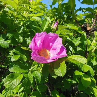 Ruža vráskavá - Rosa Rugosa - semená - 10 ks