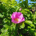Ruža vráskavá - Rosa Rugosa - semená - 10 ks