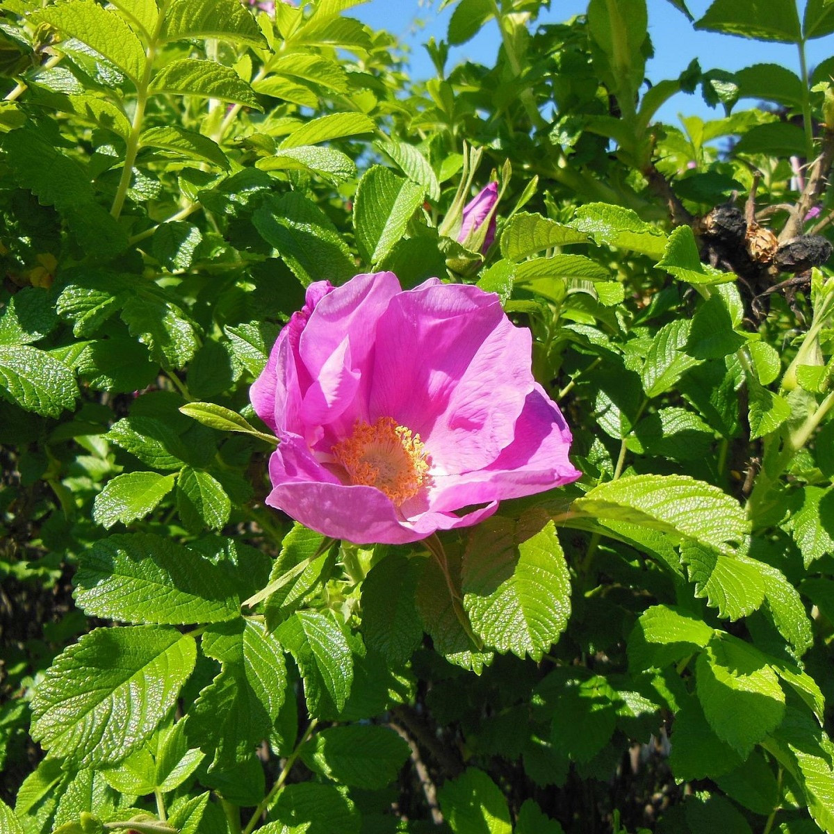 Ruža vráskavá - Rosa Rugosa - semená - 10 ks