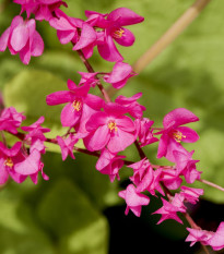 Antigonon mexický -  Antigonon Leptopus - semená - 15 ks