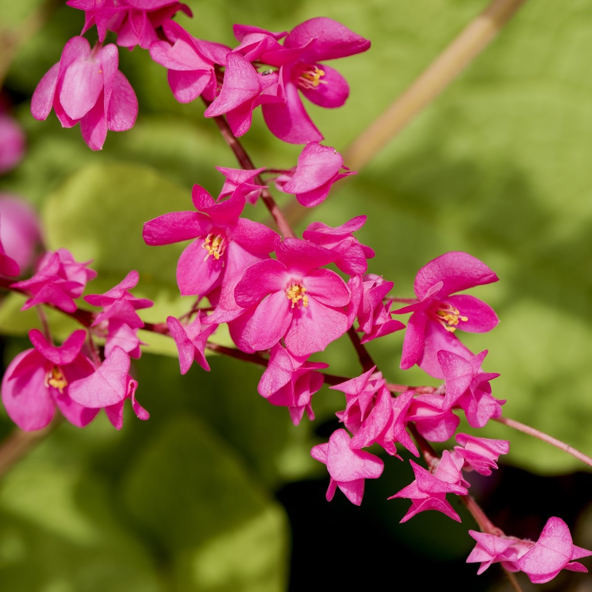 Antigonon mexický -  Antigonon Leptopus - semená - 15 ks