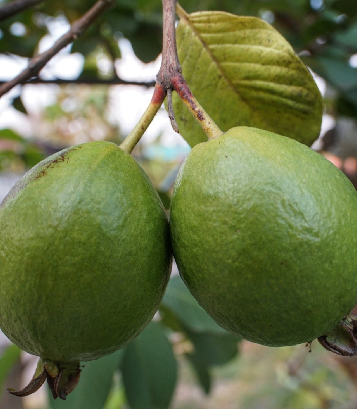 Guave - Psidium guajava - semená - 4 ks
