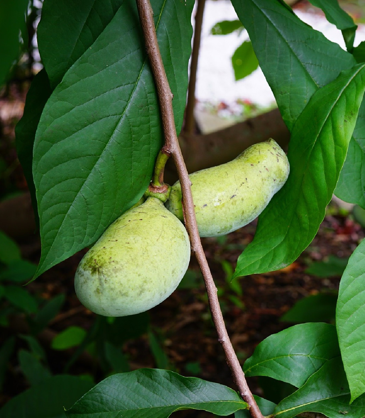 Indiánsky banán - Asimina triloba - semená - 4 ks