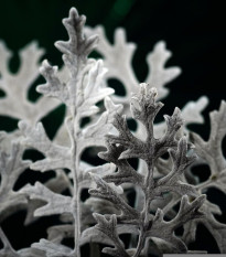 Starček prímorský - Cineraria maritima - semená - 300 ks