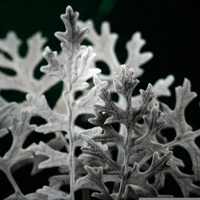 Starček prímorský - Cineraria maritima - semená - 300 ks