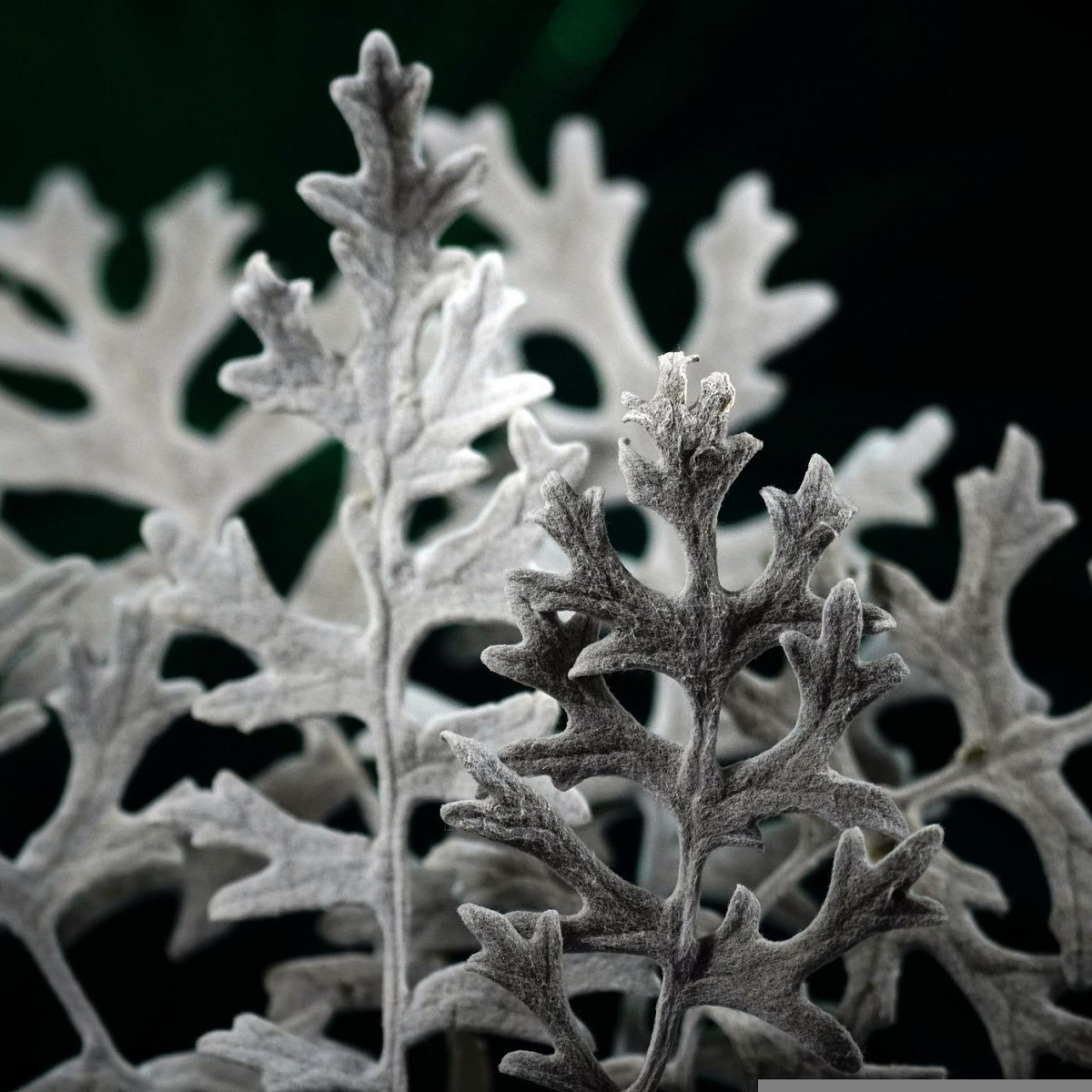 Starček prímorský - Cineraria maritima - semená - 300 ks