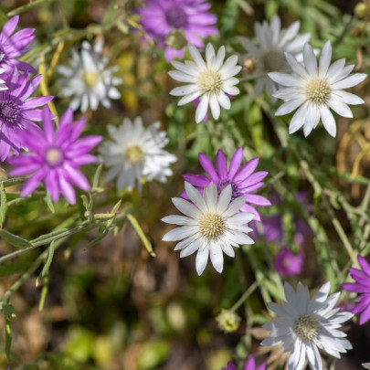 Suchokvet ročný zmes – Xeranthemum annuum – semená
