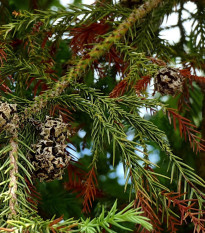 Kryptómeria japonská - Cryptomeria japonica - semená - 4 ks