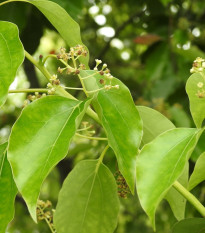 Gáfrovník lekársky - Cinnamomum camphora - semená - 6 ks