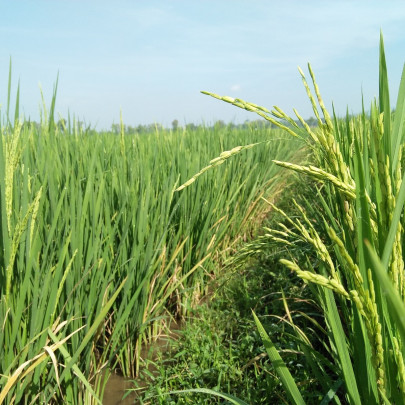 Ryža siata – Oryza sativa – semená