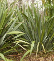 Ľanovník obyčajný - Ľan Novozélandský - Phormium tenax - semená - 6 ks