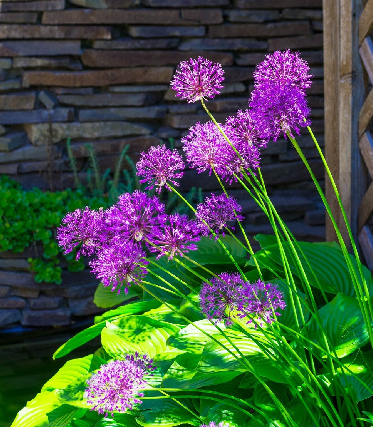 Cesnak okrasný -  Allium Purple Sensation - cibuľoviny - 3 ks