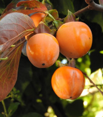 Tomel japonský - Diospyros kaki - semená - 4 ks