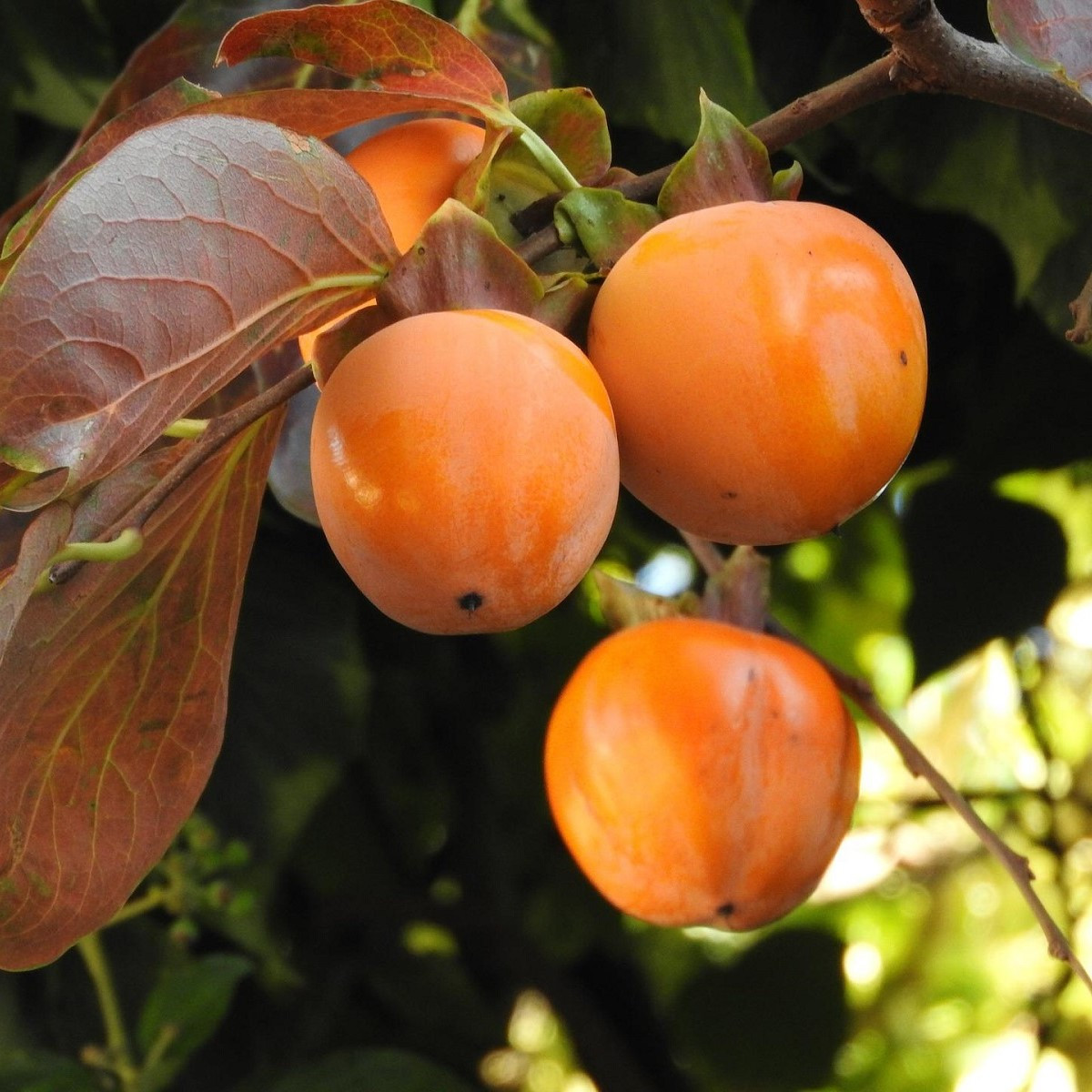 Tomel japonský - Diospyros kaki - semená - 4 ks