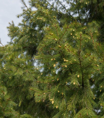 Smrek himalájsky - Picea smithiana - semená - 8 ks