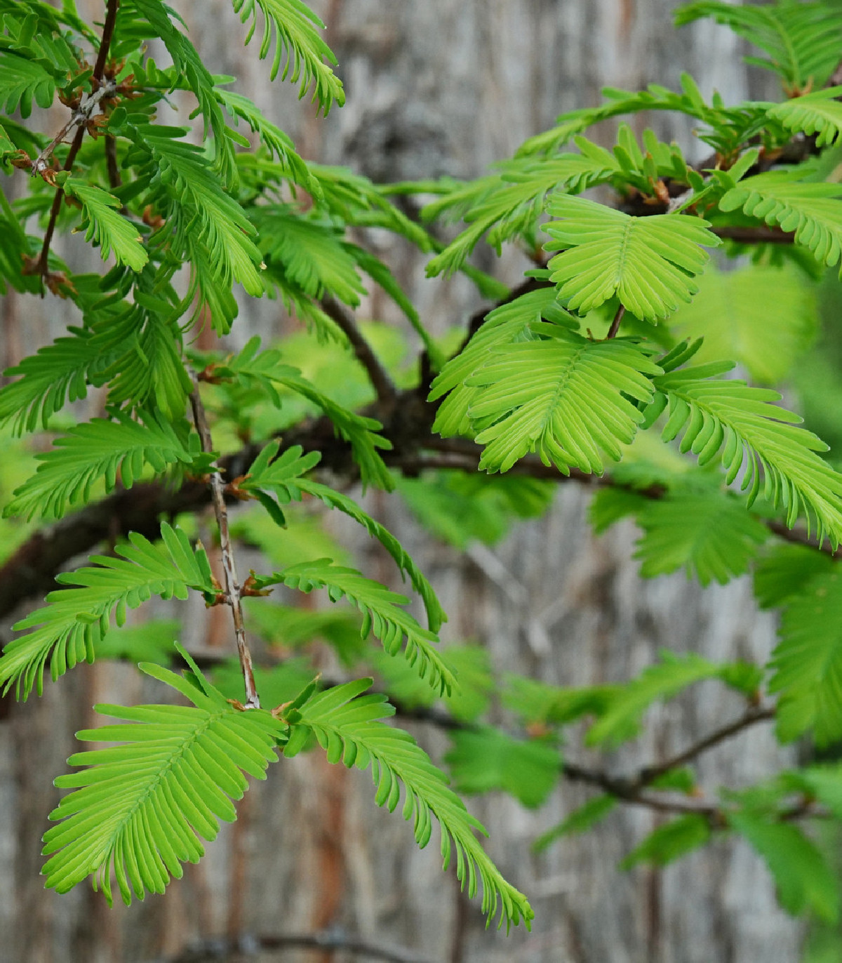 Metasekvoja čínska - Metasequoia glyptostroboides - semená - 10 ks