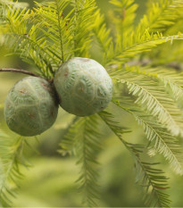 Tisovec dvojradový - Taxodium distichum - semená - 5 ks