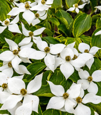 Drieň japonský - Cornus kousa - semená - 4 ks