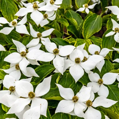 Drieň japonský - Cornus kousa - semená - 12 ks