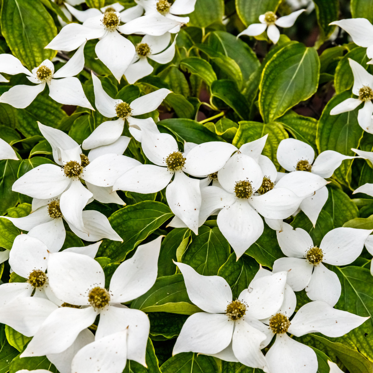 Drieň japonský - Cornus kousa - semená - 12 ks