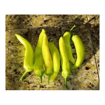 Chilli maďarský vosk - semena Chilli papriček - rostlina Capsicum annuum - 6 ks