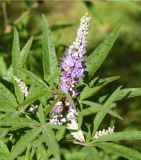 Vitex jahňací - Vitex agnus castus - semená - 9 ks
