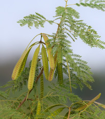 Divoká mimóza - Leucaena leucocephala - semená - 7 ks