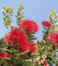 Železnec - Metrosideros excelsa - semená - 7 ks