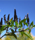 Chilli Čierne maďarské - Capsicum Annuum - semená chilli - 6 ks