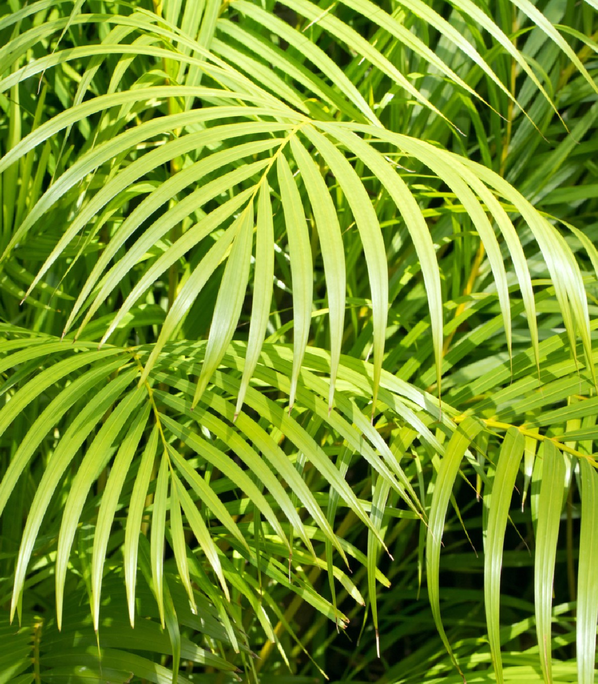 Palma madagaskarská - Dypsis madagascariensis - semená - 3 ks