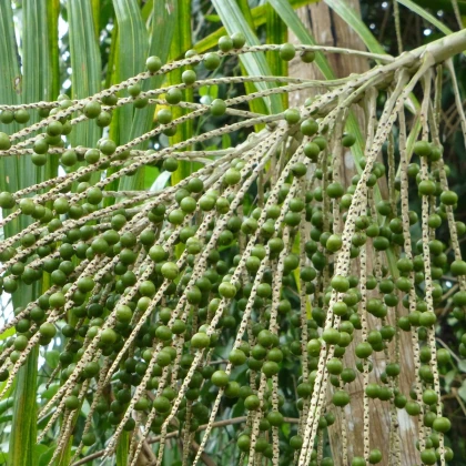 Palma Akai - Euterpe oleracea - semená - 2 ks