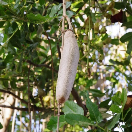 Salámový strom - Kigelia africana - semená - 4 ks