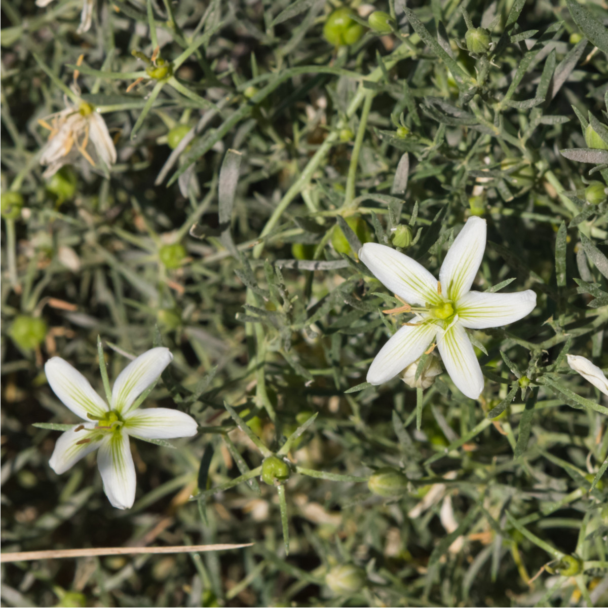 Harmala stepná - Stepná ruta - Peganum harmala - semená - 30 ks