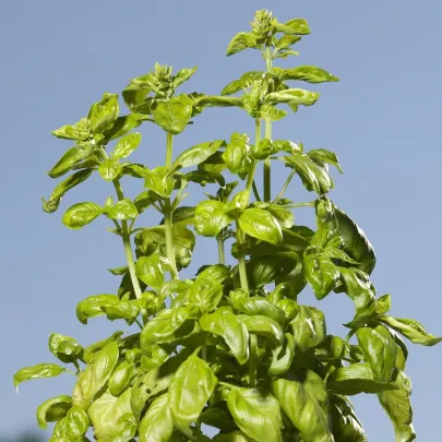 Bazalka trpasličia pravá - Ocimum basilicum - semená - 100 ks