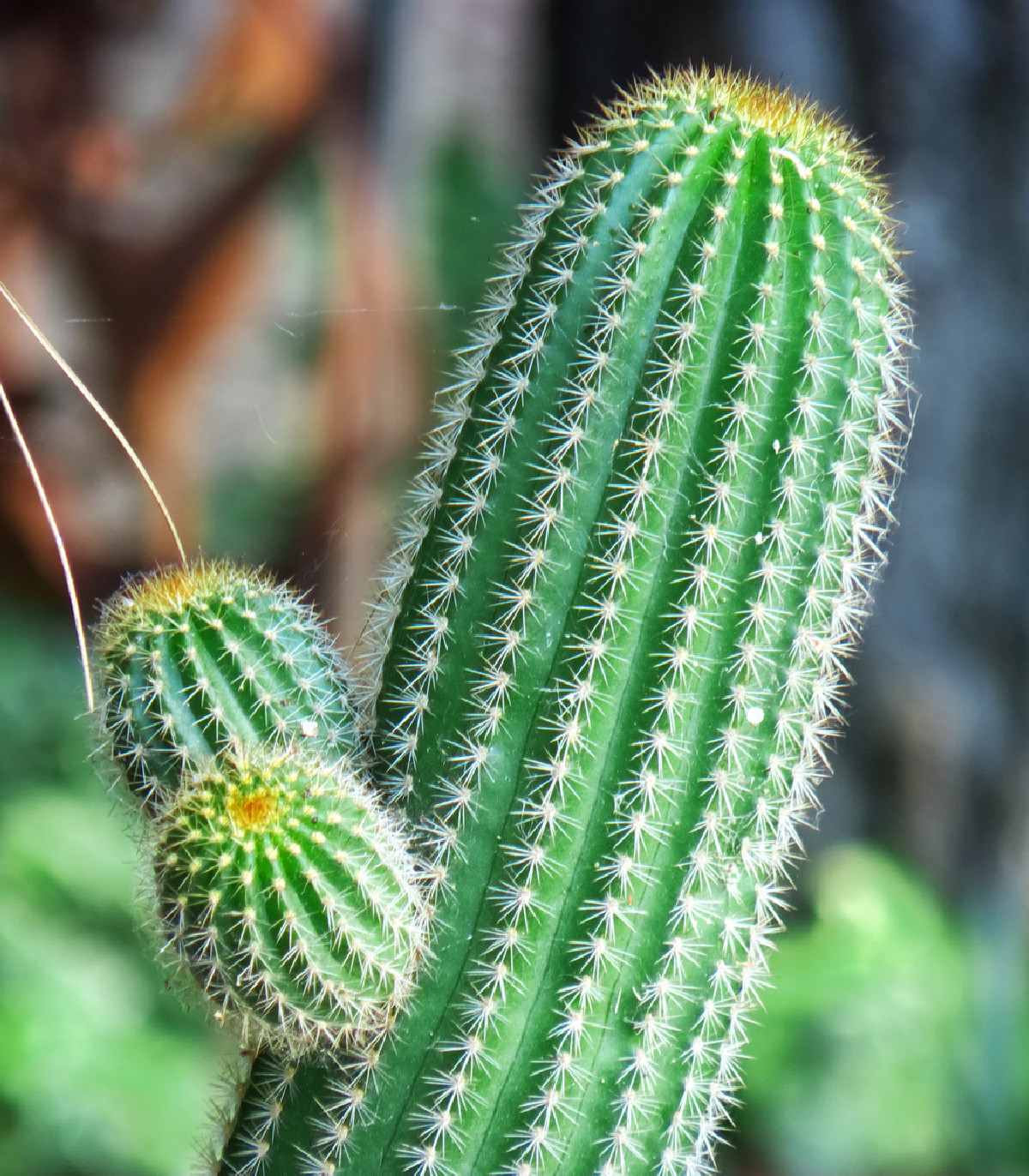 Saguaro - Kaktus sviecovitý - Carnegiea gigantea - semená - 5 ks
