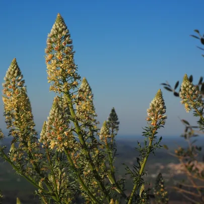 Rezeda voňavá velkokvetá - Reseda odorata - semená - 350 ks