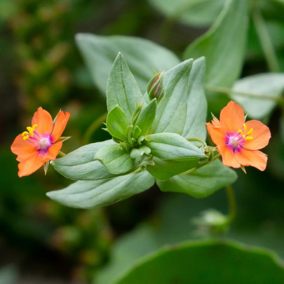 Drchnička roľná – Anagallis arvensis – semená