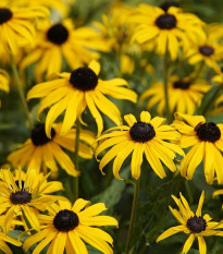 Rudbekia srstnatá - Rudbeckia hirta - semená - 400 ks