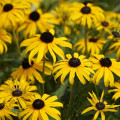 Rudbekia srstnatá - Rudbeckia hirta - semená - 400 ks