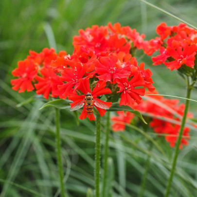 Semená kukučky – Kukučka hustokvetá – Lychnis chalcedonica