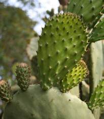 Opuncia - Indiánské figy - Opuntia ficus-indica - semená - 7 ks