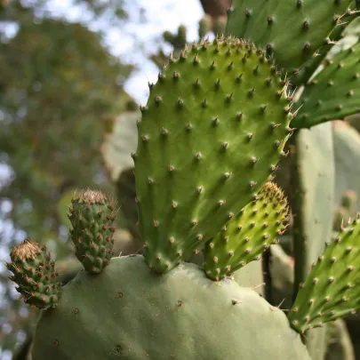 Opuncia - Indiánské figy - Opuntia ficus-indica - semená - 7 ks