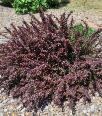 Červený dráč - Berberis thunbergii Atropurpurea - semená - 5 ks