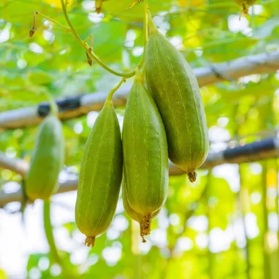 Lufa valcovitá - Luffa cylindrica - semená - 8 ks