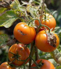 Paradajka Zlatá kráľovná - Solanum lycopersicum - semená - 10 ks